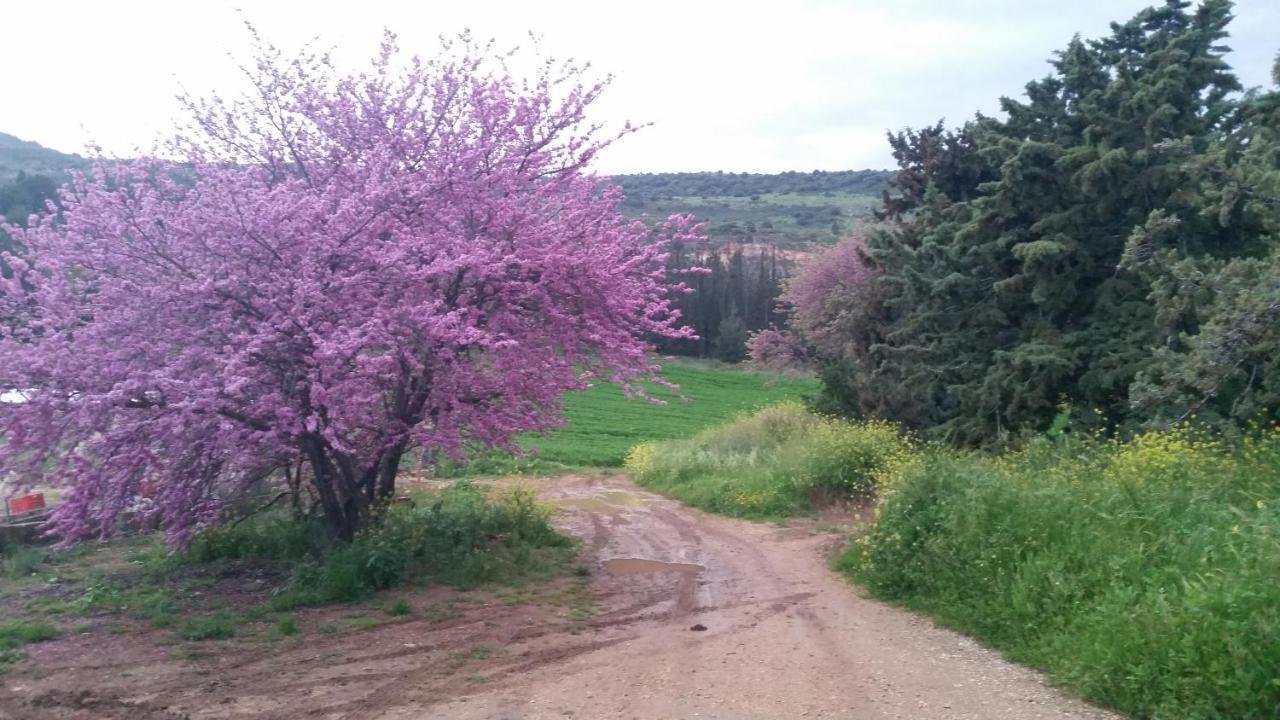 Naftali Albilia Kirjat Smóna Kültér fotó